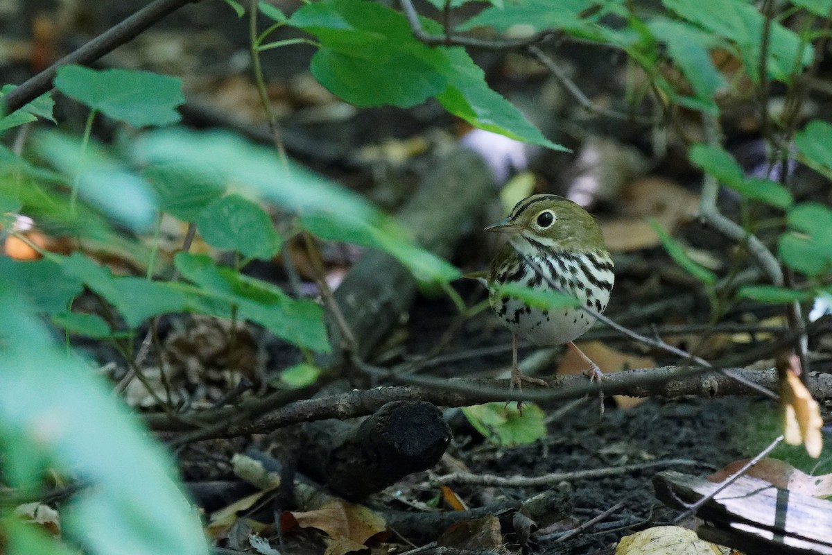 Ovenbird - ML641413903