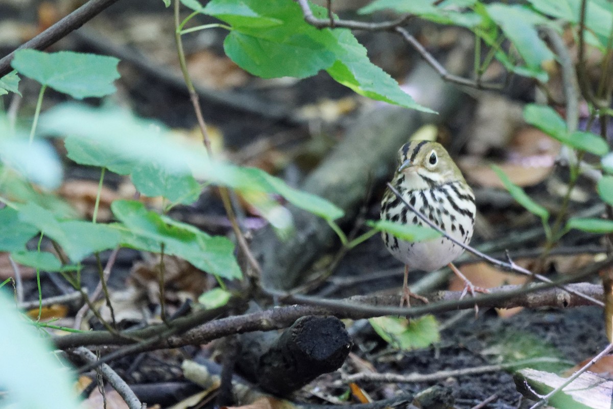 Ovenbird - ML641413915