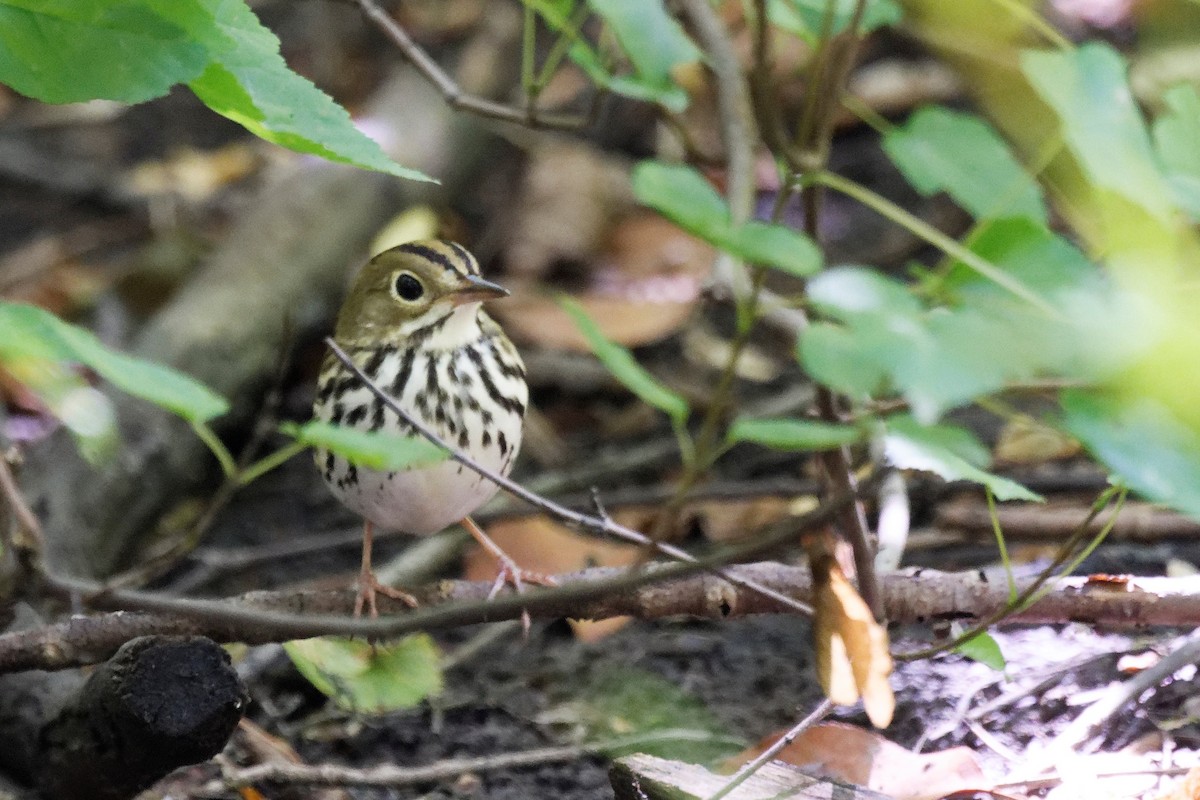 Ovenbird - ML641413917