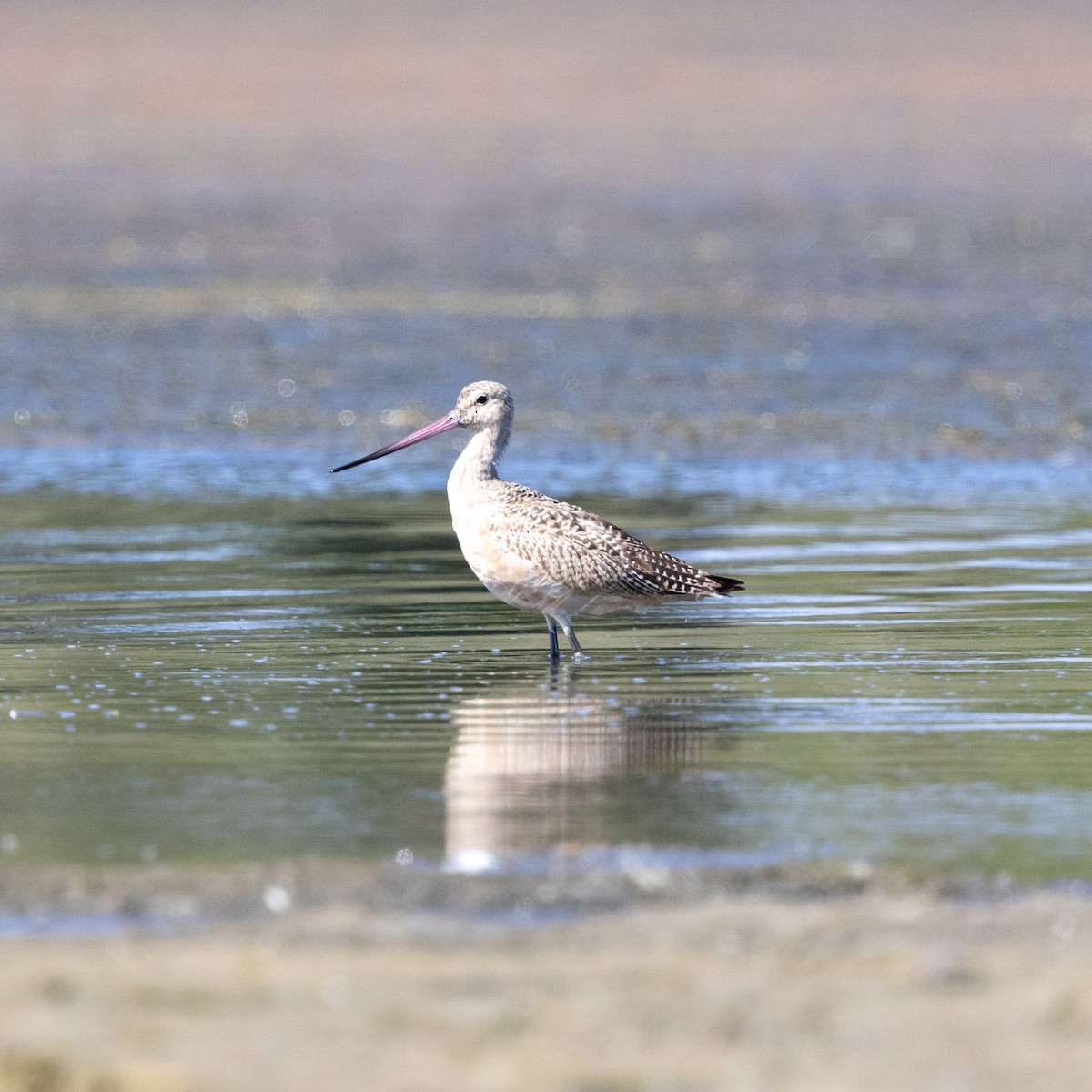 Marbled Godwit - ML641413918