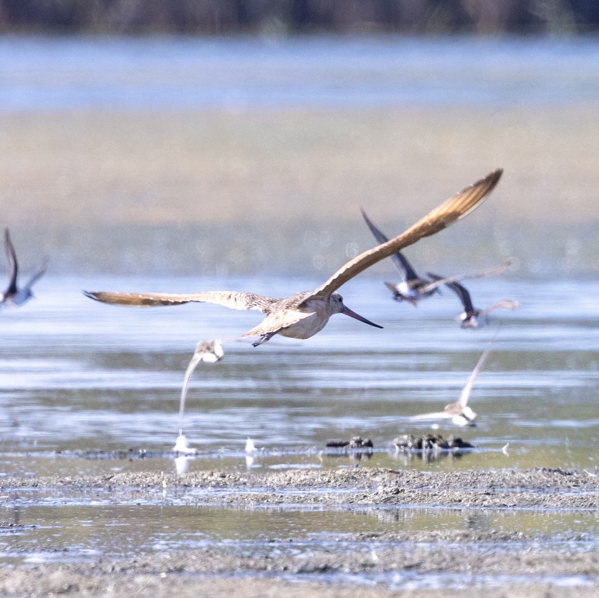Marbled Godwit - ML641413919