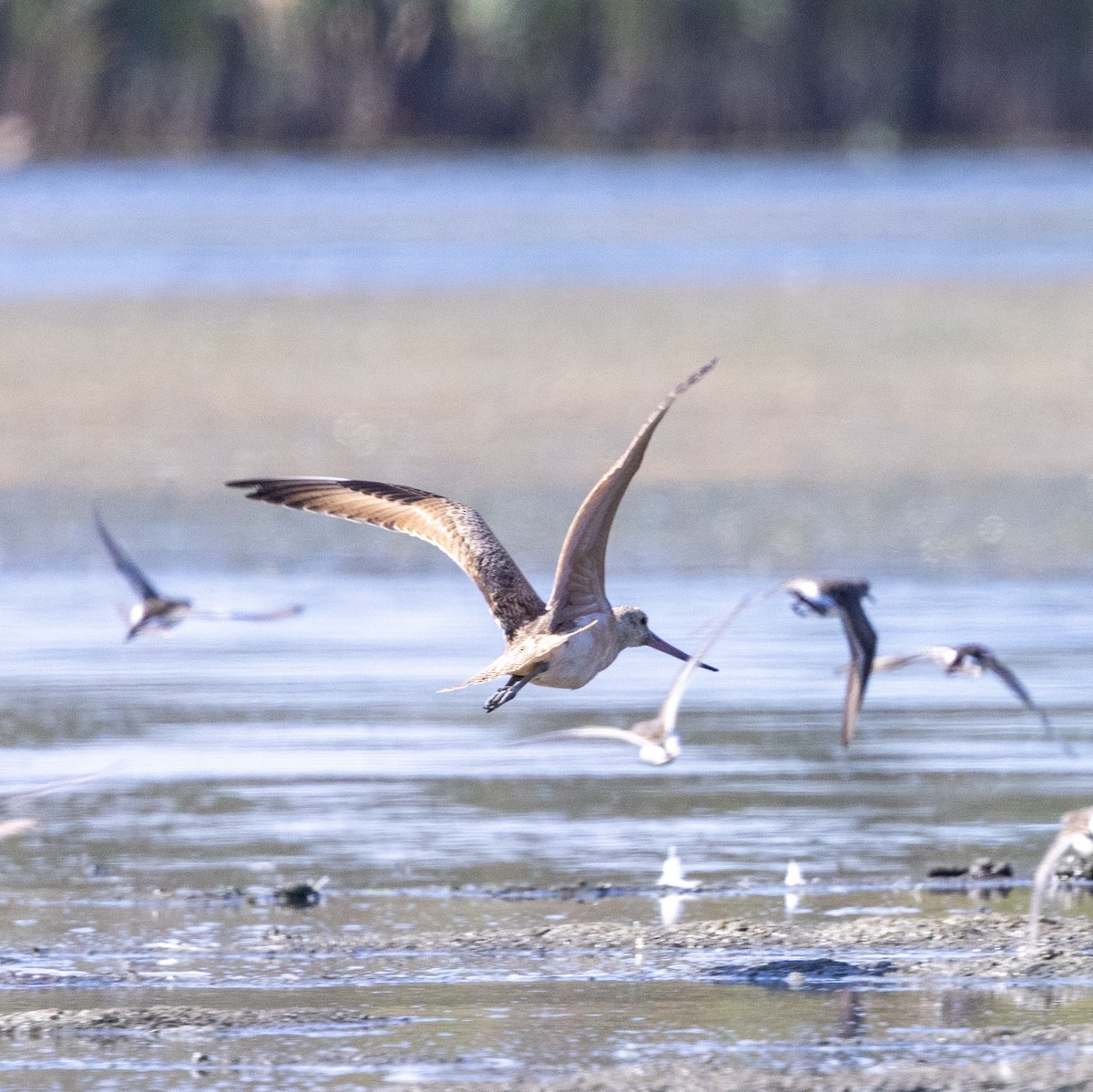 Marbled Godwit - ML641413920
