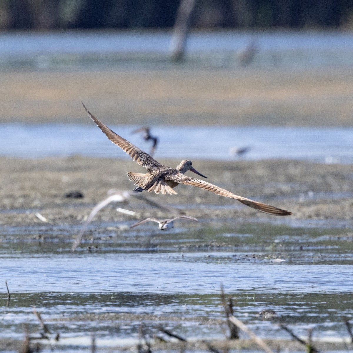 Marbled Godwit - ML641413921