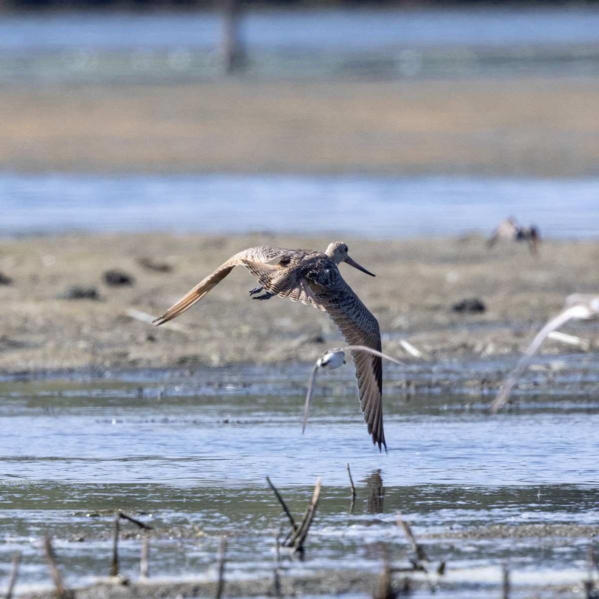 Marbled Godwit - ML641413922