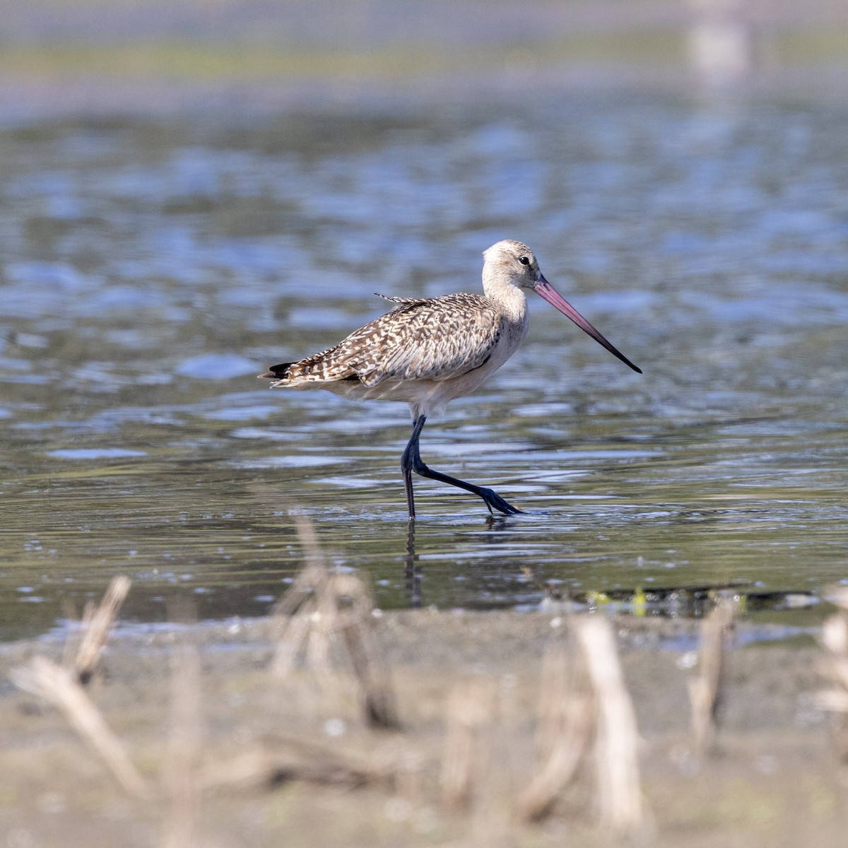 Marbled Godwit - ML641413923