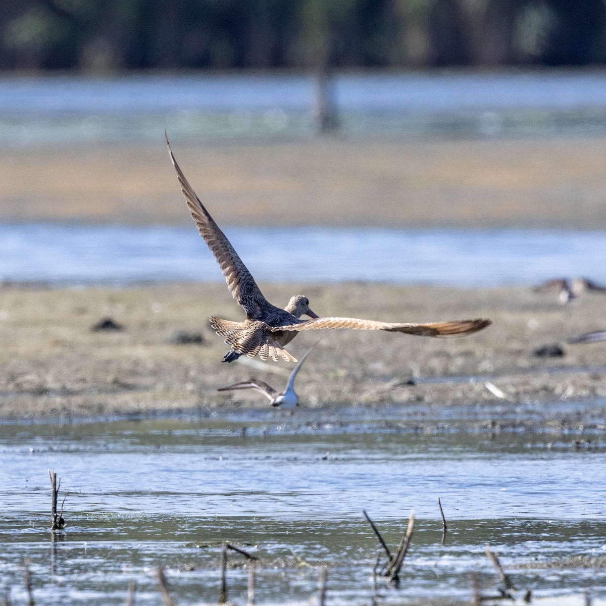 Marbled Godwit - ML641413924