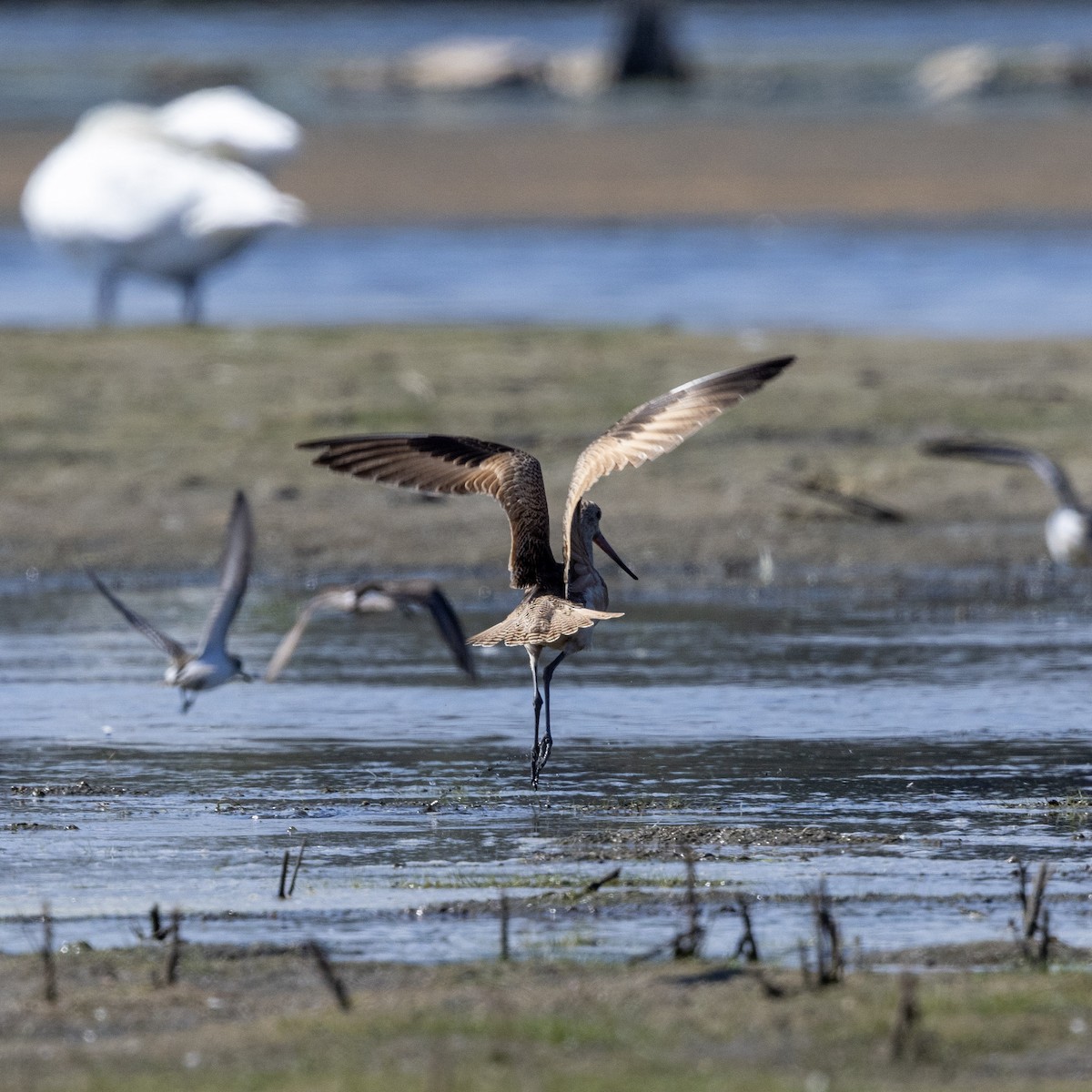 Marbled Godwit - ML641413925