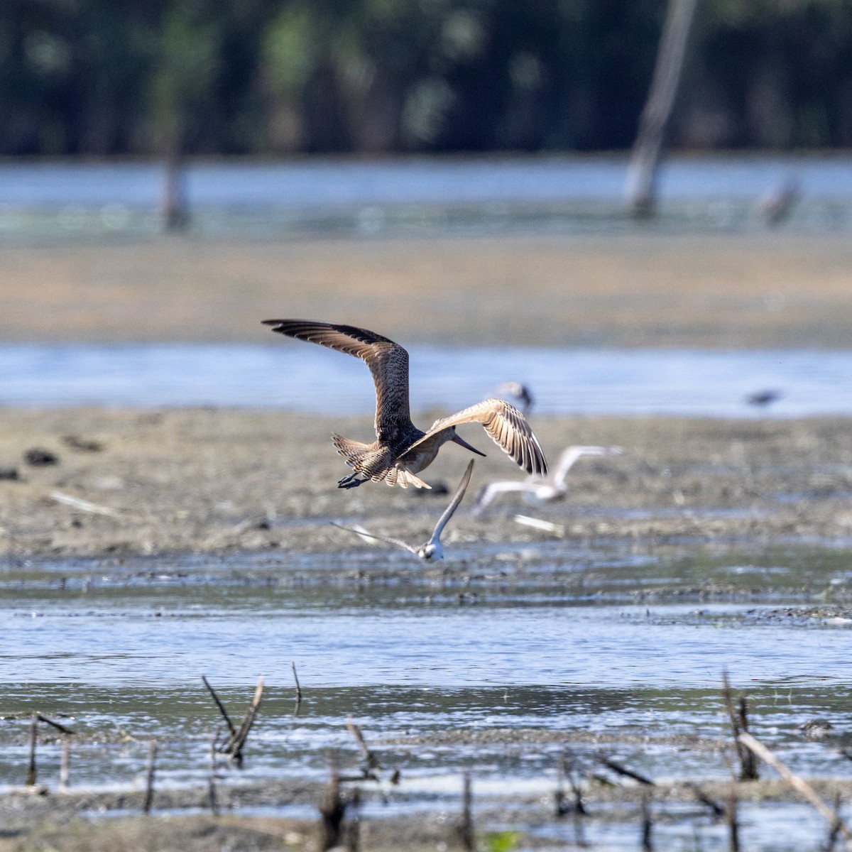 Marbled Godwit - ML641413926