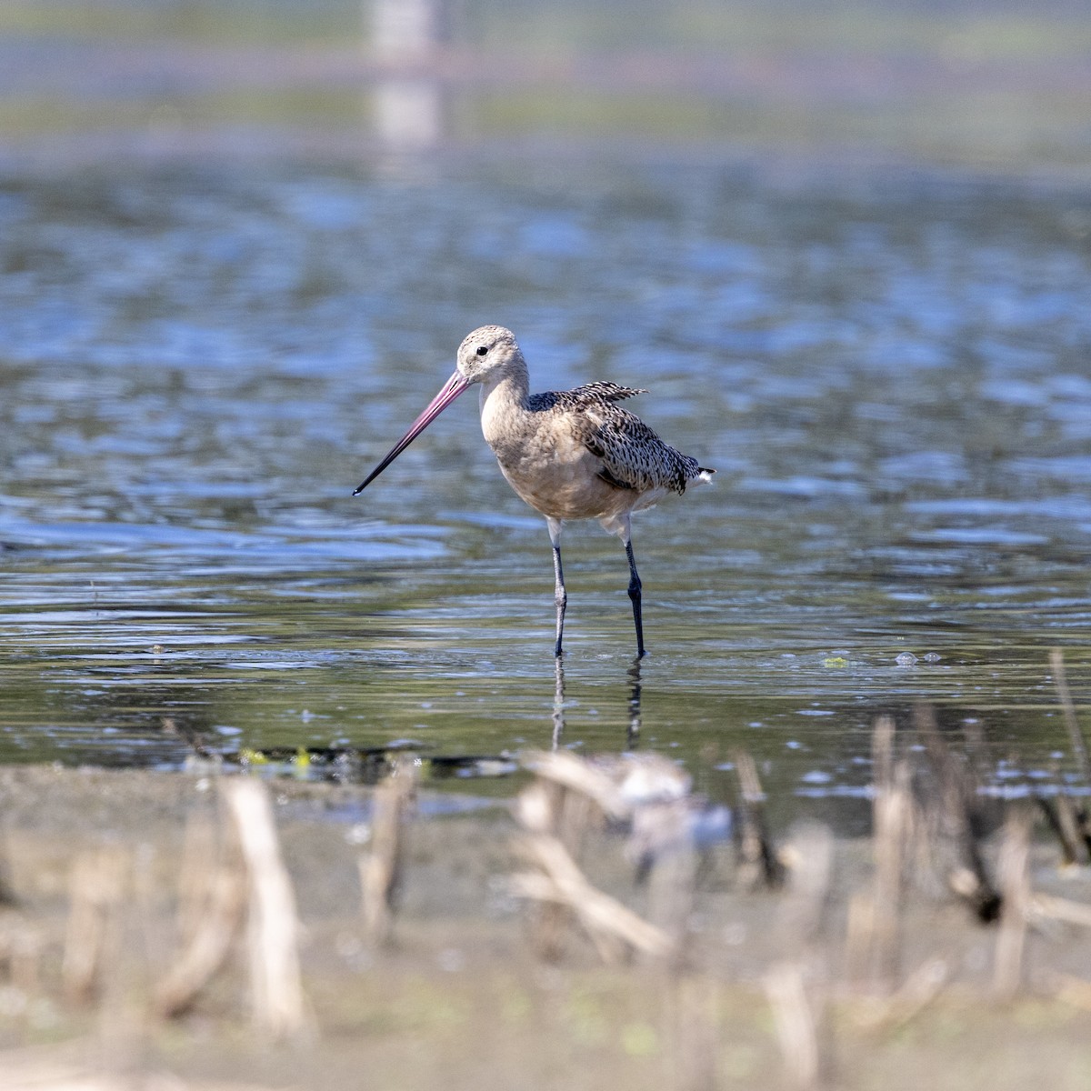 Marbled Godwit - ML641413927