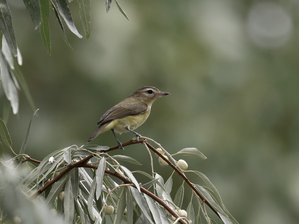 Warbling Vireo - ML641413929