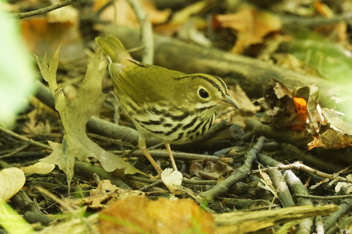 Ovenbird - ML641413930
