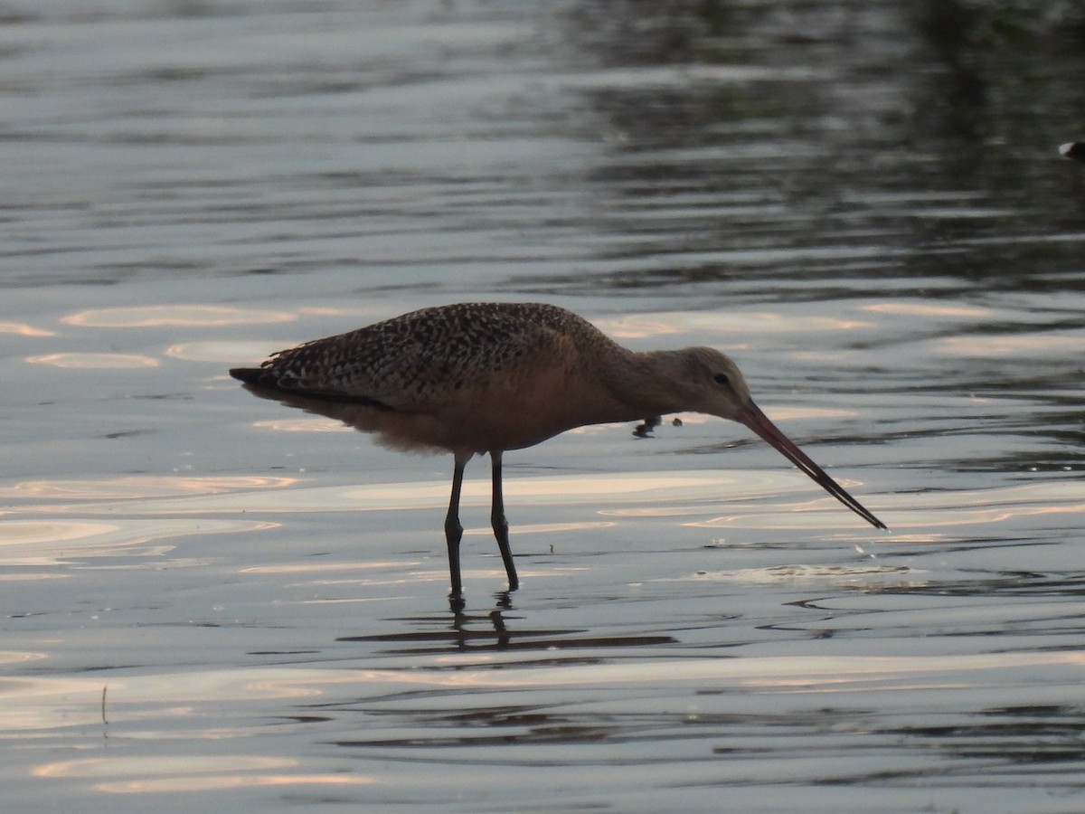 Marbled Godwit - ML641413952