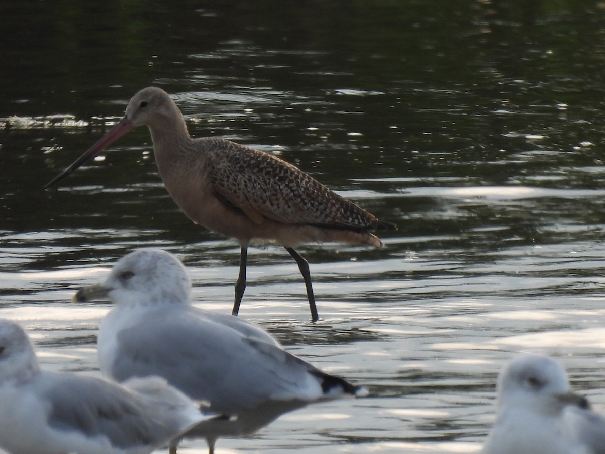 Marbled Godwit - ML641413953