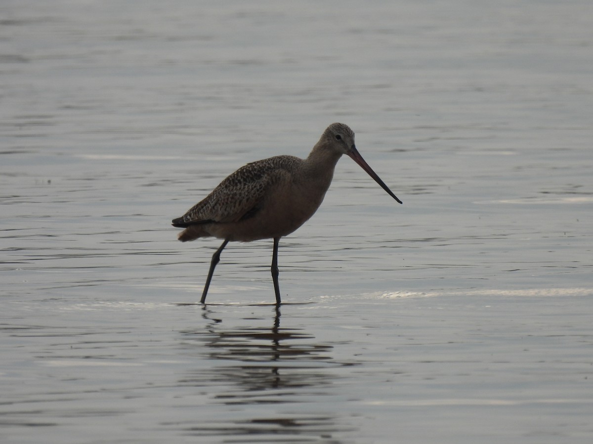 Marbled Godwit - ML641413954