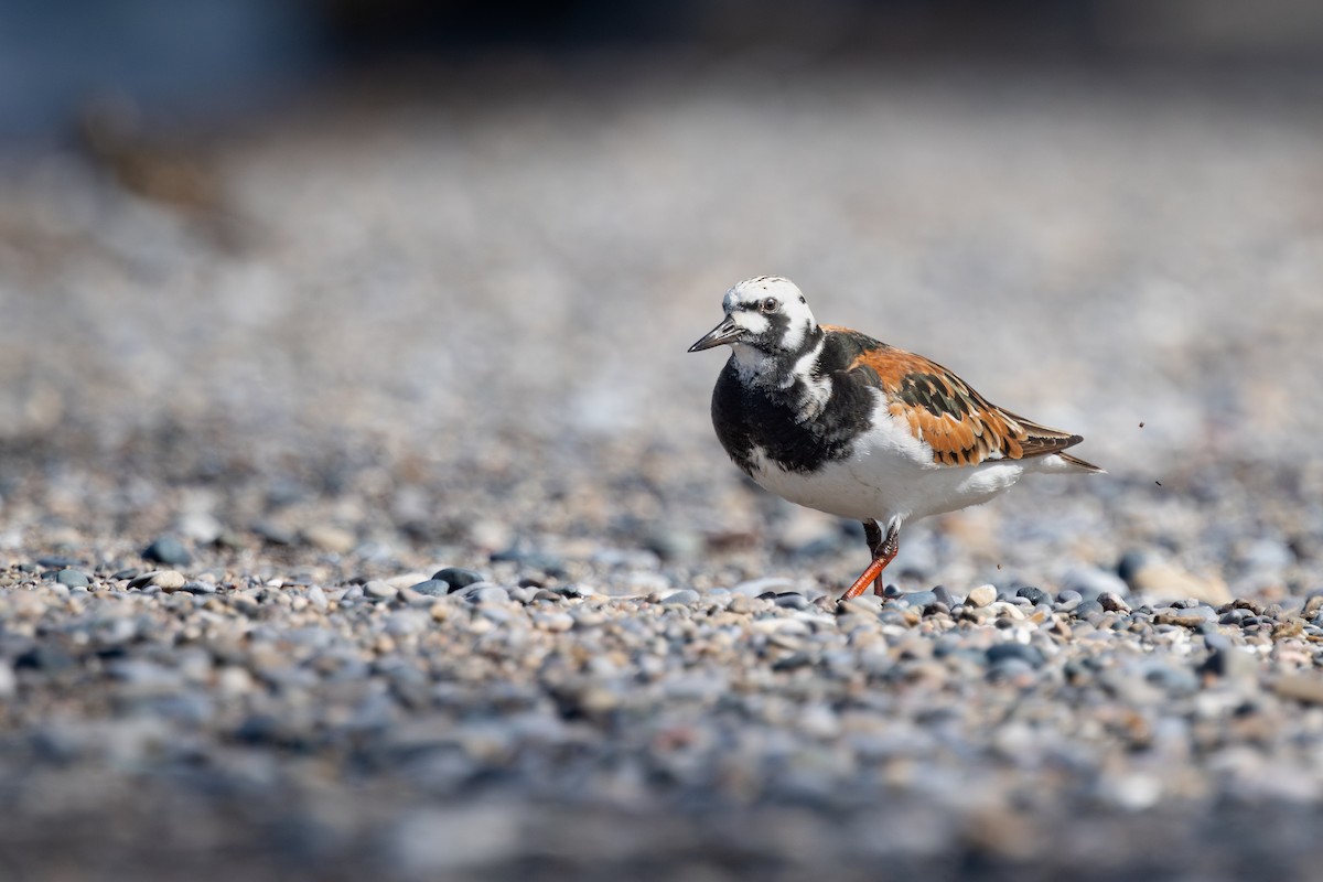 Ruddy Turnstone - ML641413970