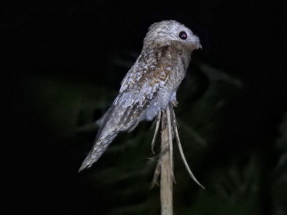 Riesentagschläfer - ML641413971