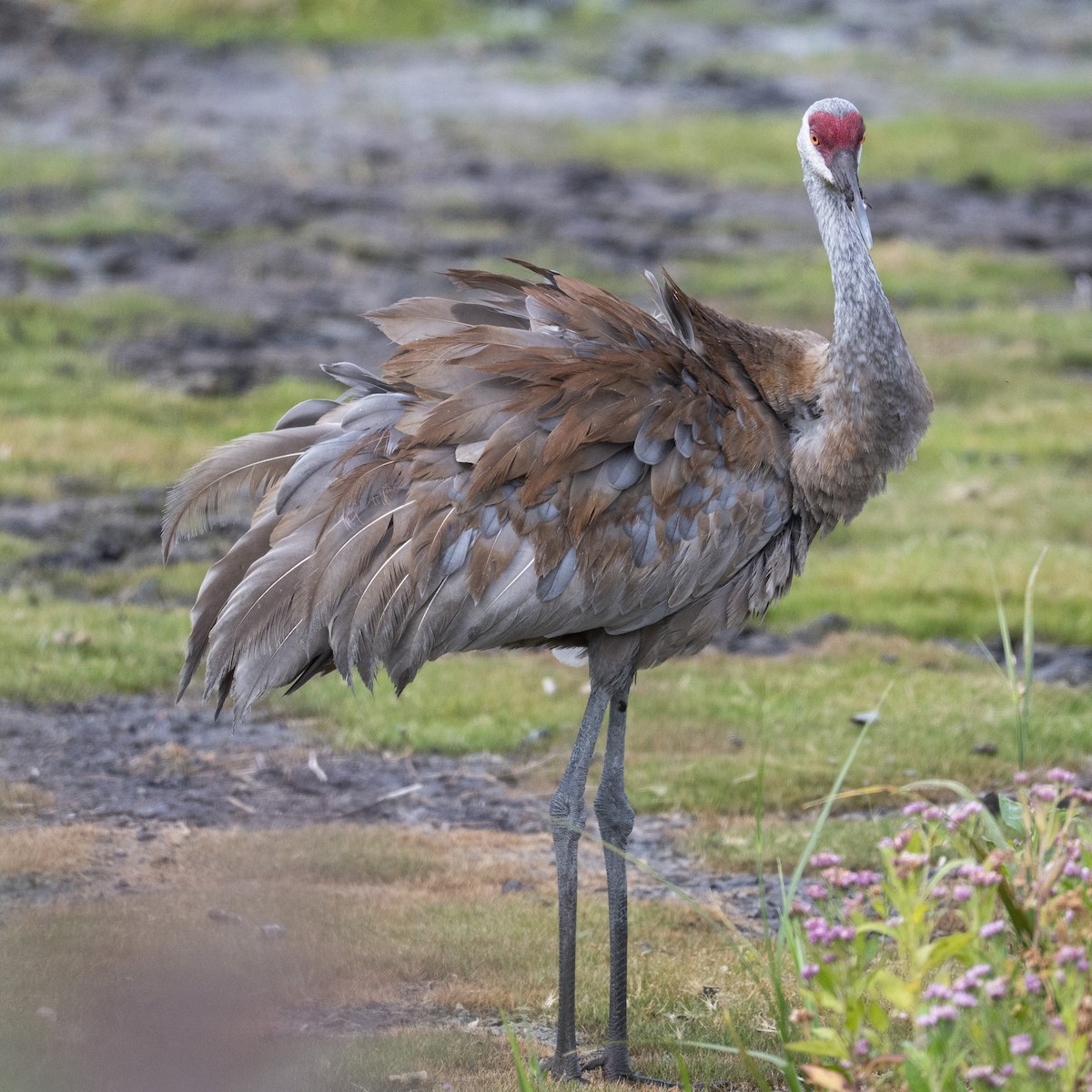 Grulla Canadiense - ML641413975