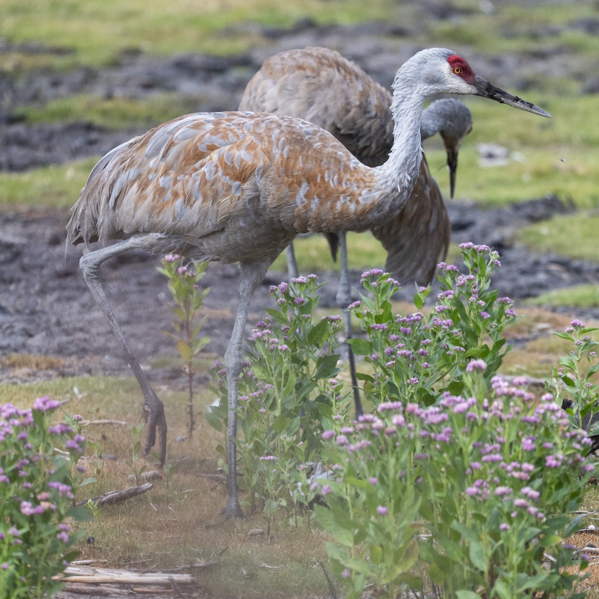Grulla Canadiense - ML641413976