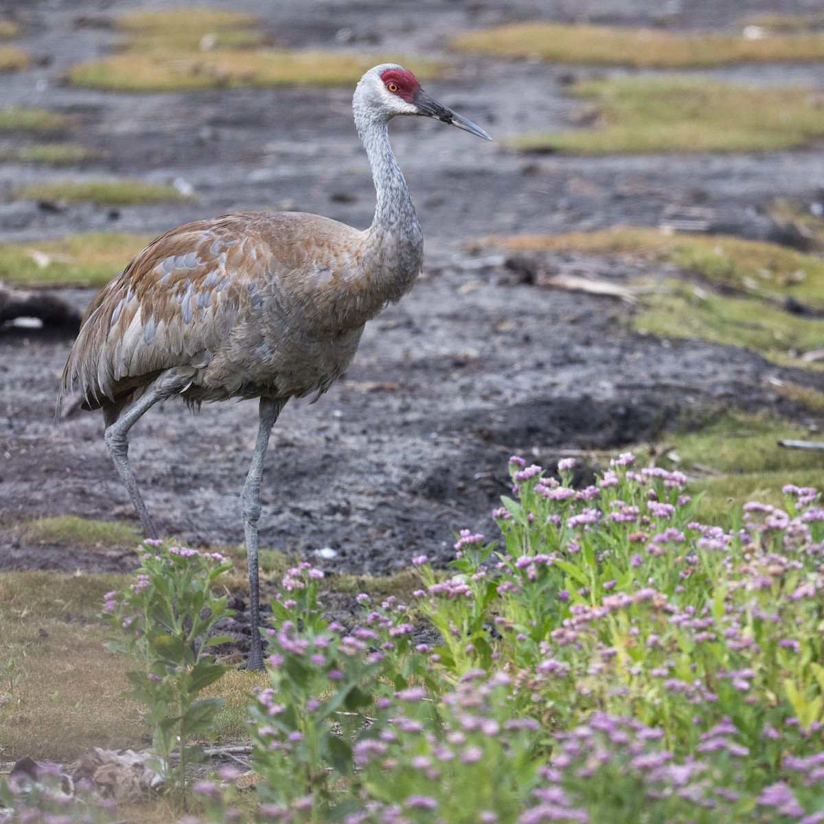 Grulla Canadiense - ML641413978