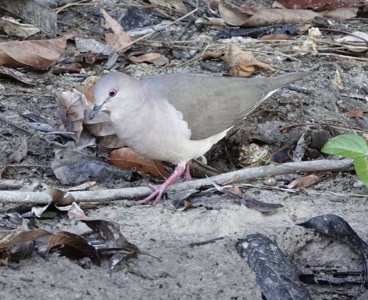 White-tipped Dove - ML641413979