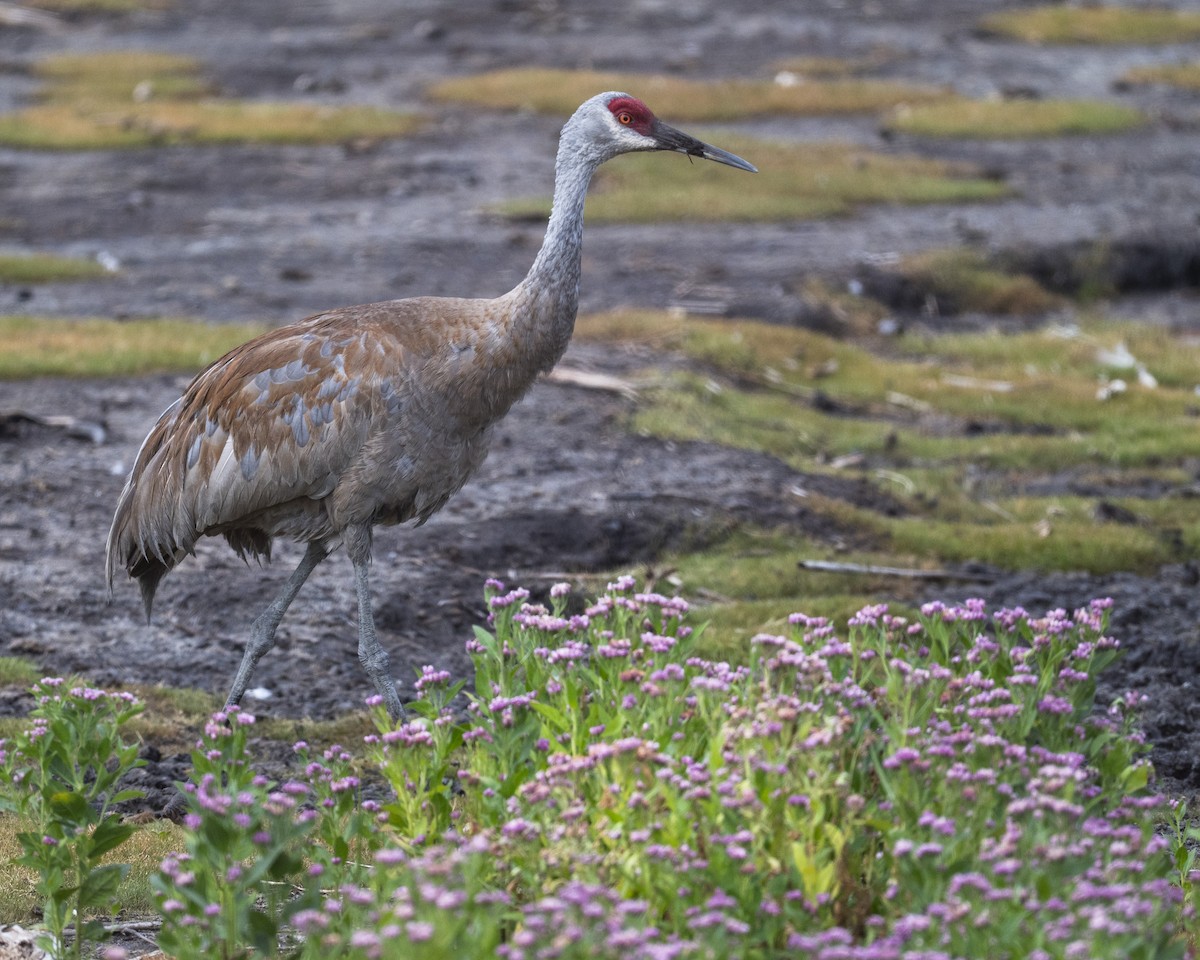 Grulla Canadiense - ML641413981
