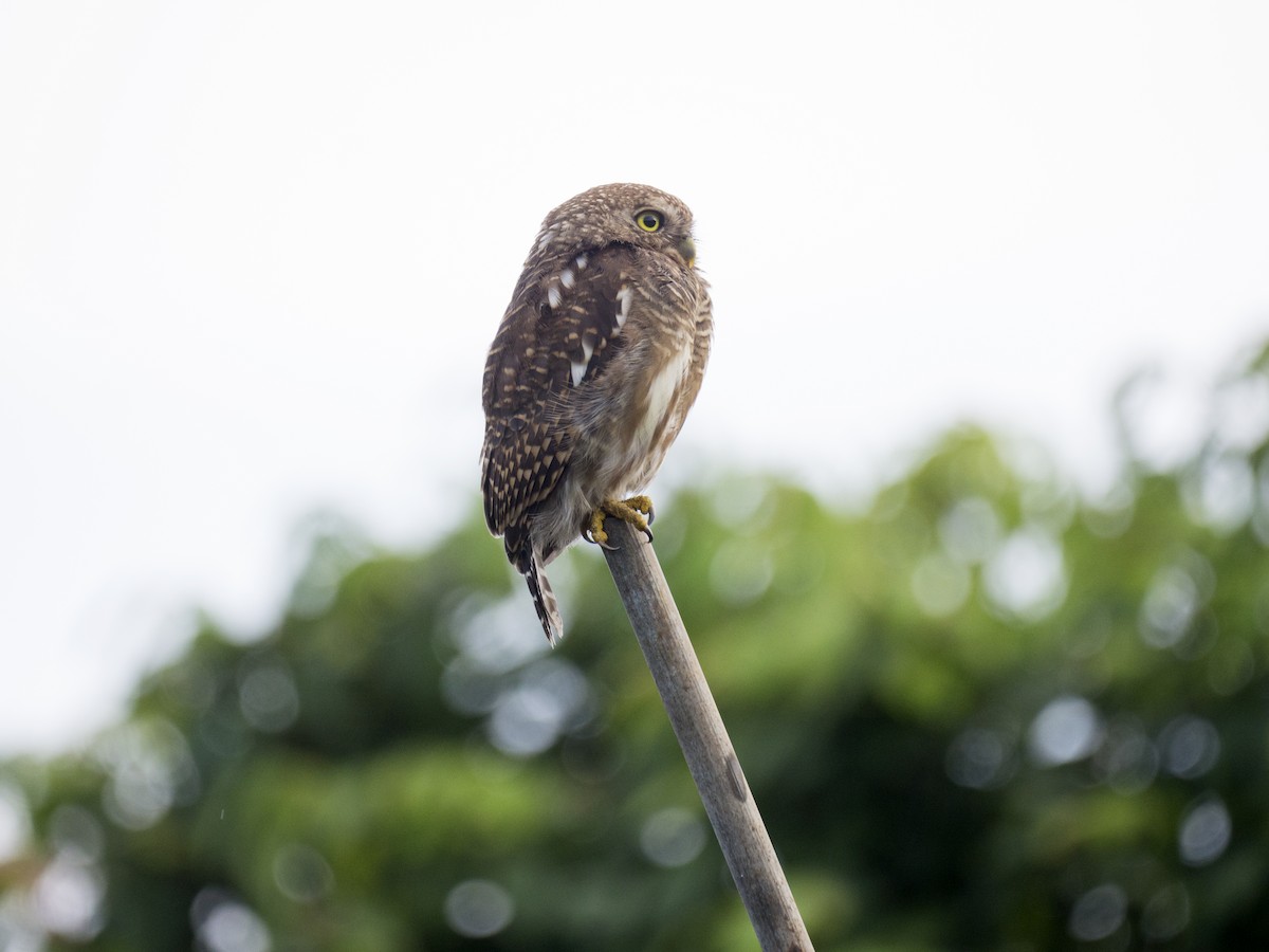 Asian Barred Owlet - ML641413983