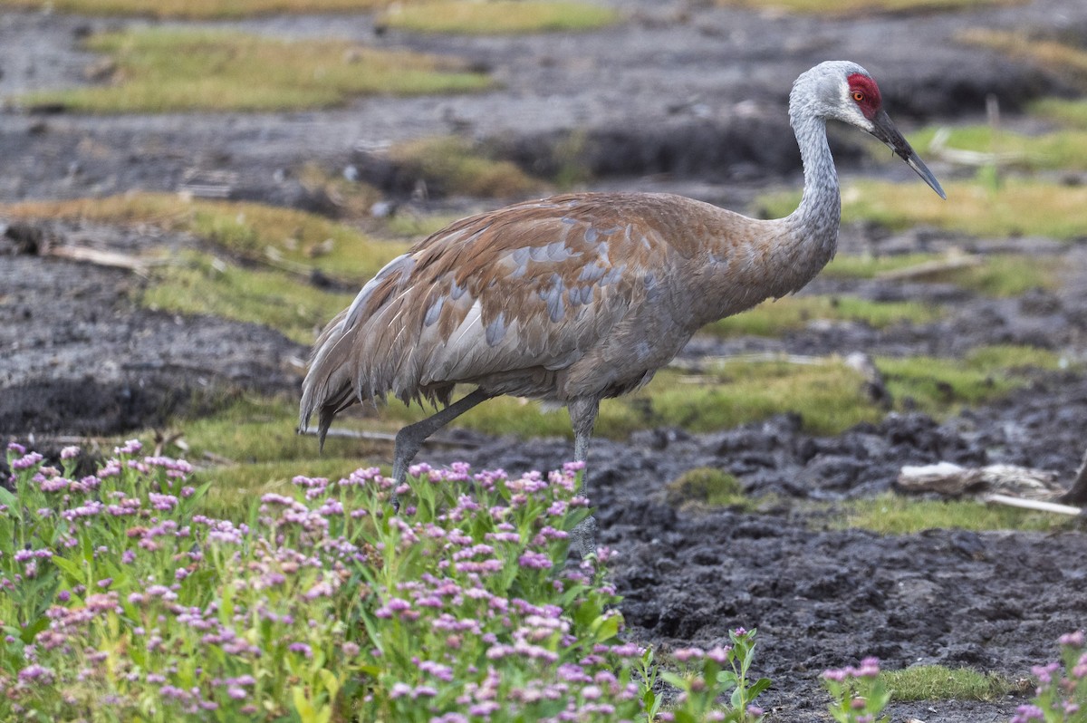 Grulla Canadiense - ML641413988