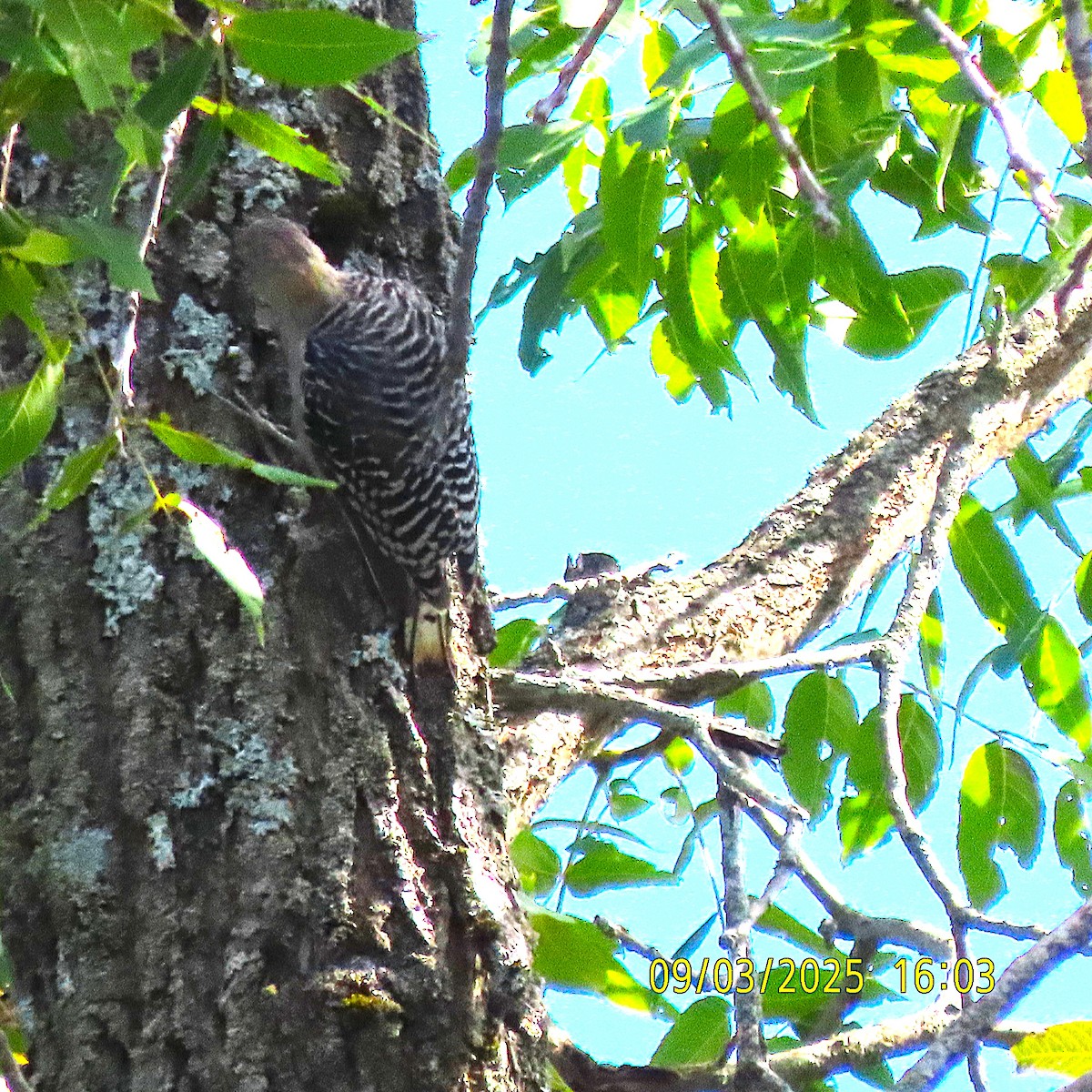 Red-bellied Woodpecker - ML641413998
