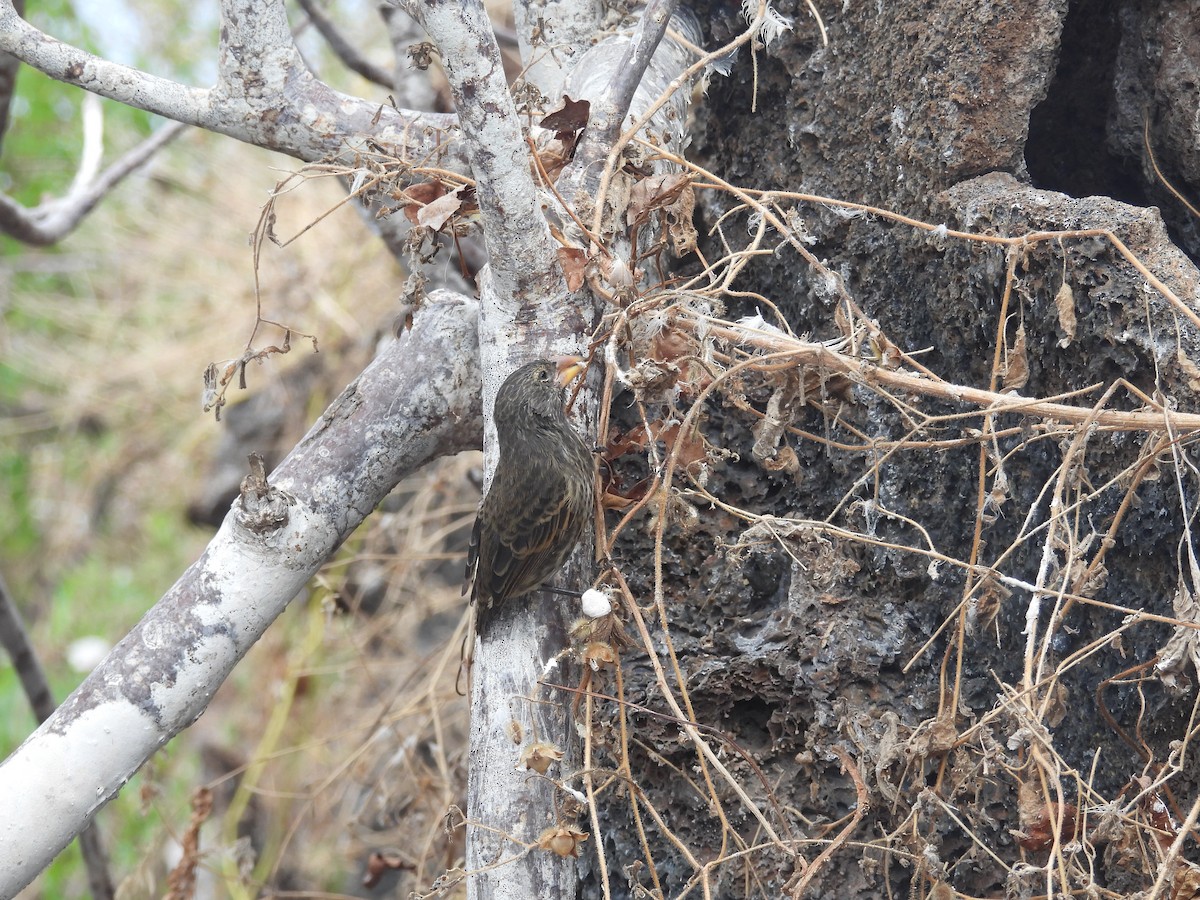 Genovesa Cactus-Finch - ML641414001