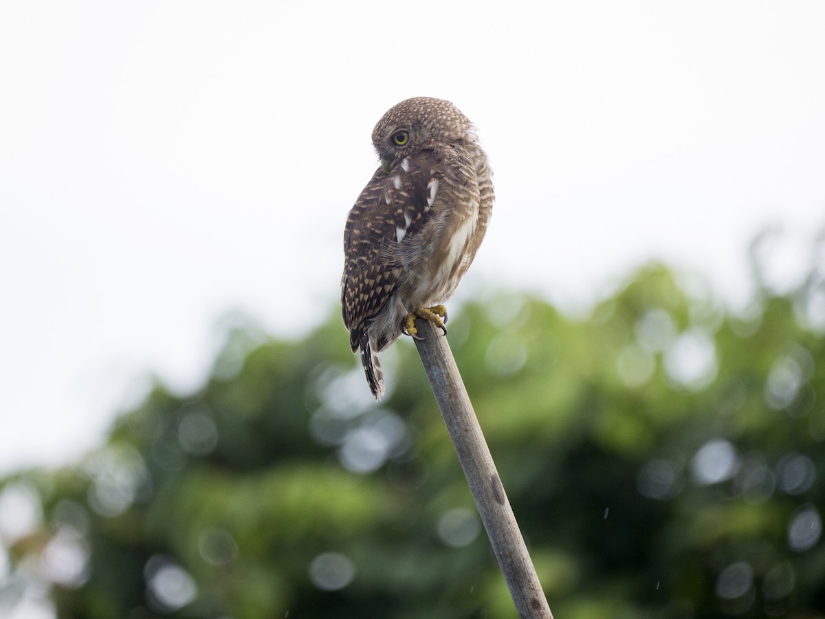 Asian Barred Owlet - ML641414004