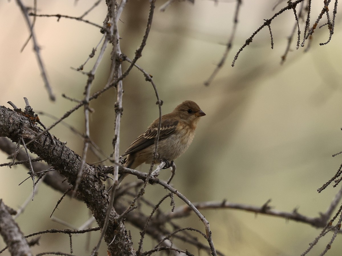 Lazuli Bunting - ML641414027