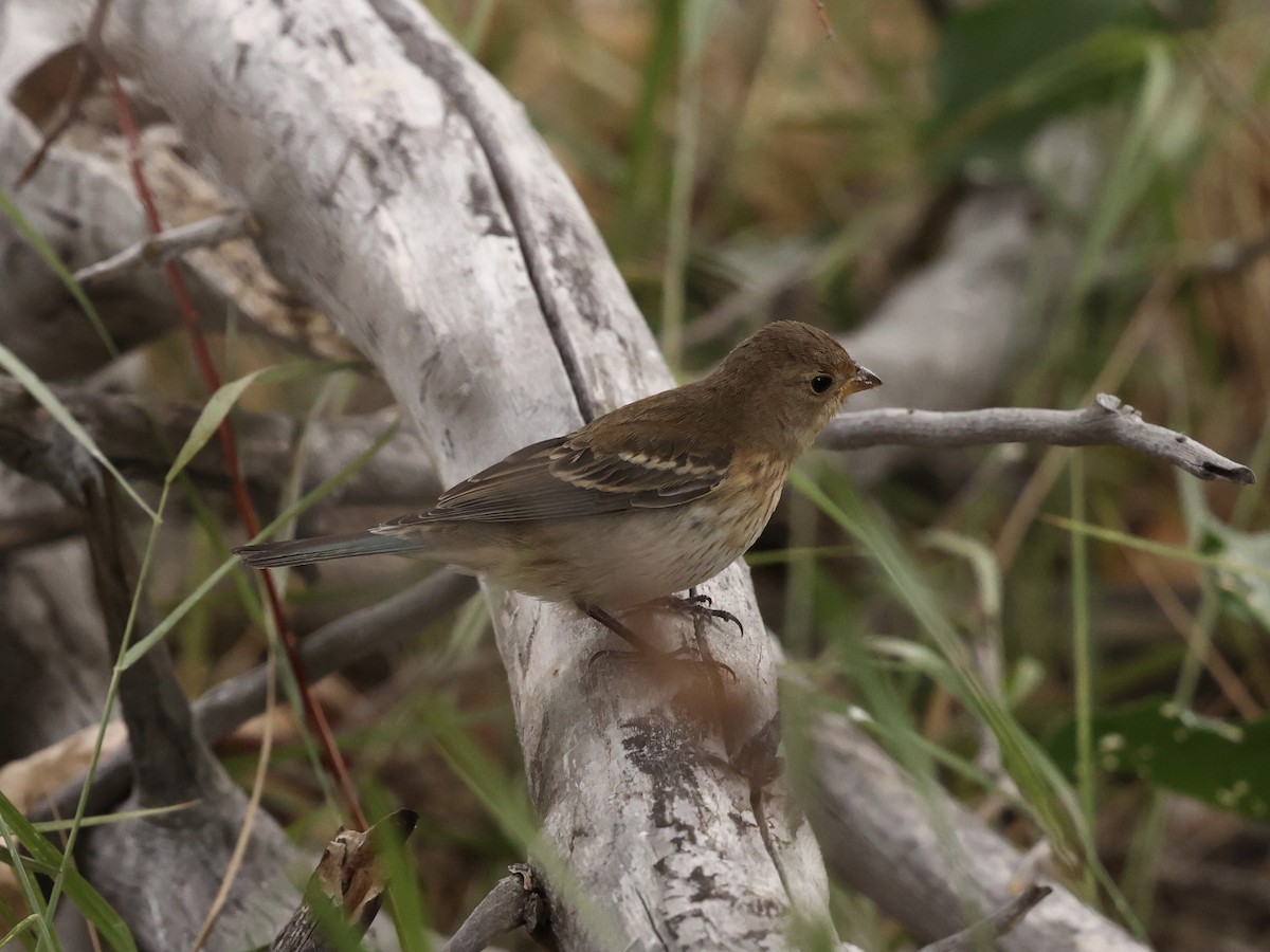 Lazuli Bunting - ML641414028