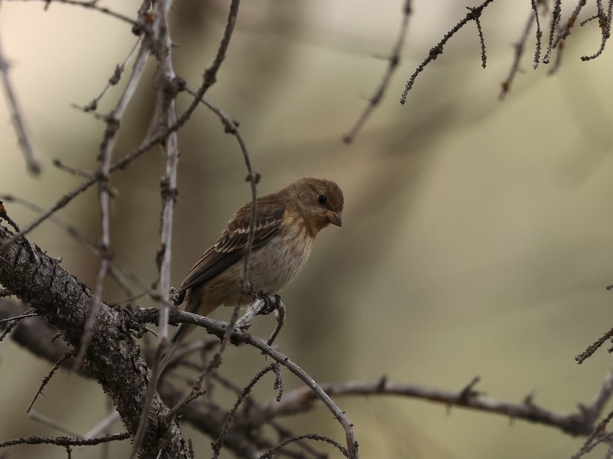 Lazuli Bunting - ML641414029
