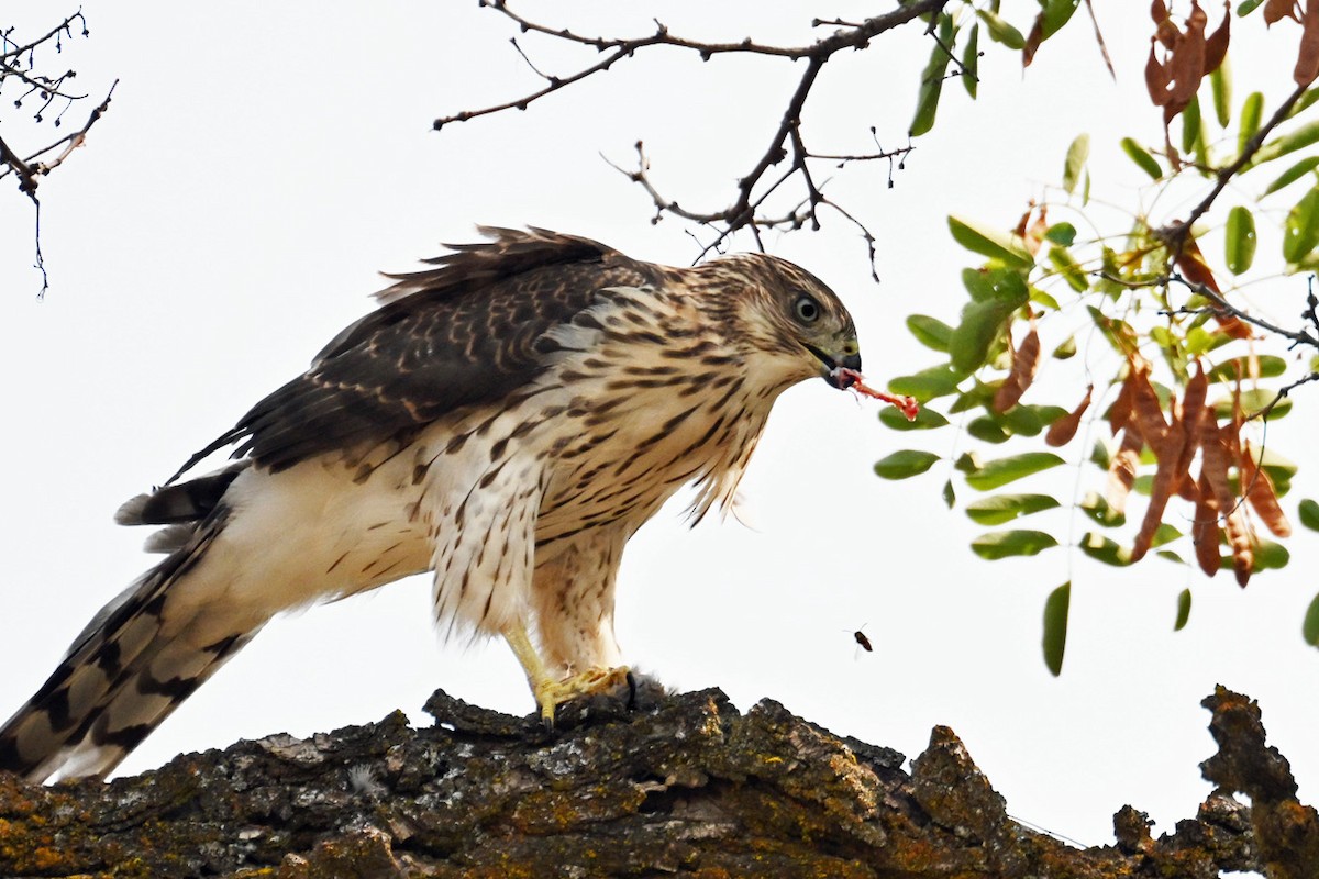 Cooper's Hawk - ML641414065