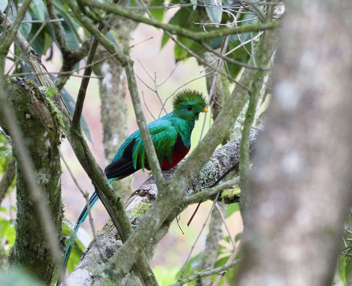 Resplendent Quetzal (Costa Rican) - ML641414089