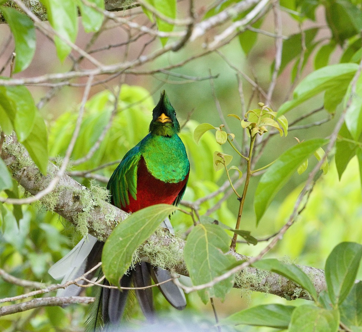 Resplendent Quetzal (Costa Rican) - ML641414090
