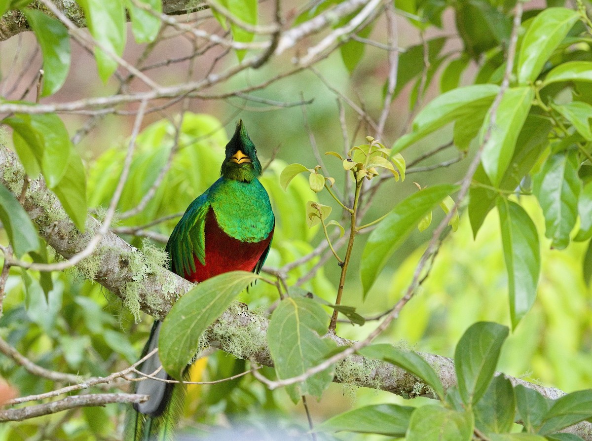 Resplendent Quetzal (Costa Rican) - ML641414092