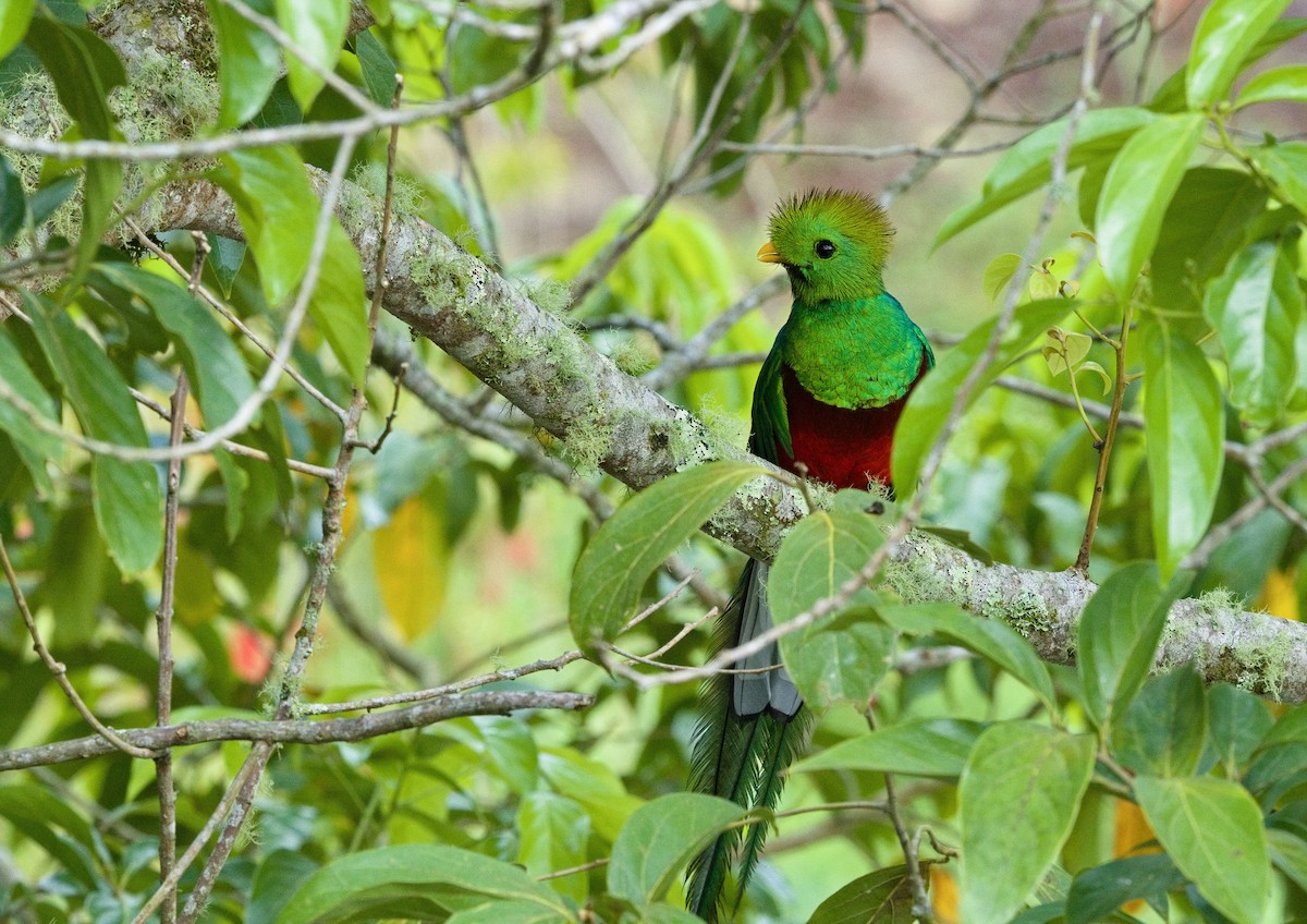 Resplendent Quetzal (Costa Rican) - ML641414093