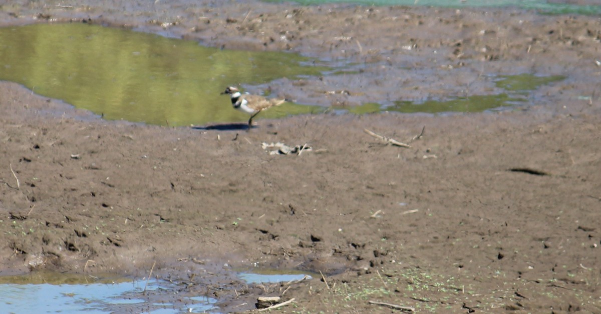 Killdeer - ML641414096