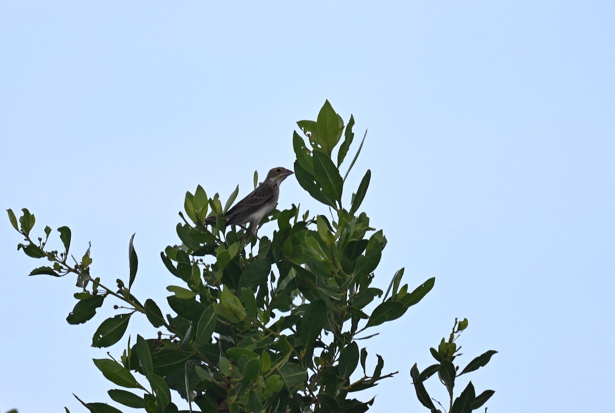 Dickcissel d'Amérique - ML641414097