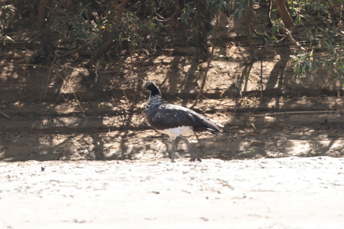 Horned Screamer - ML641414100