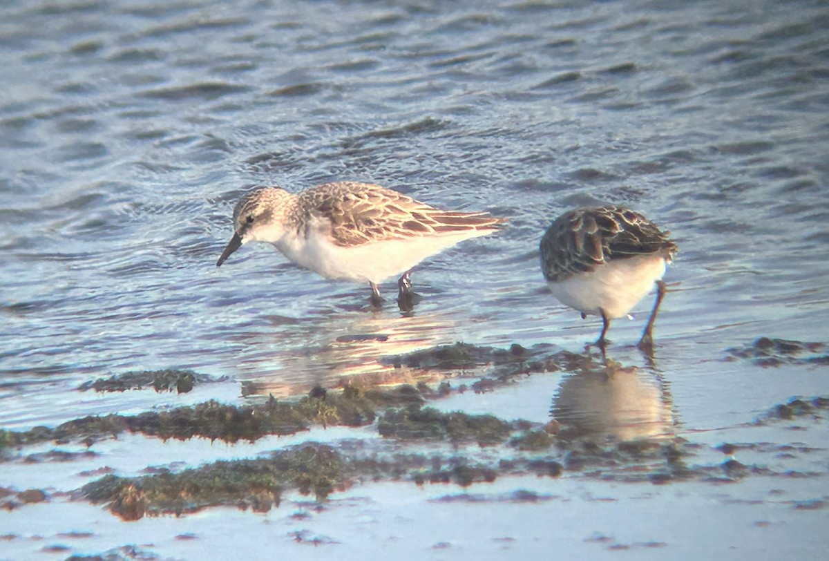 rødstrupesnipe - ML641414109