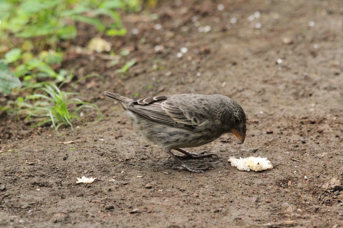 Common Cactus-Finch - ML641414126