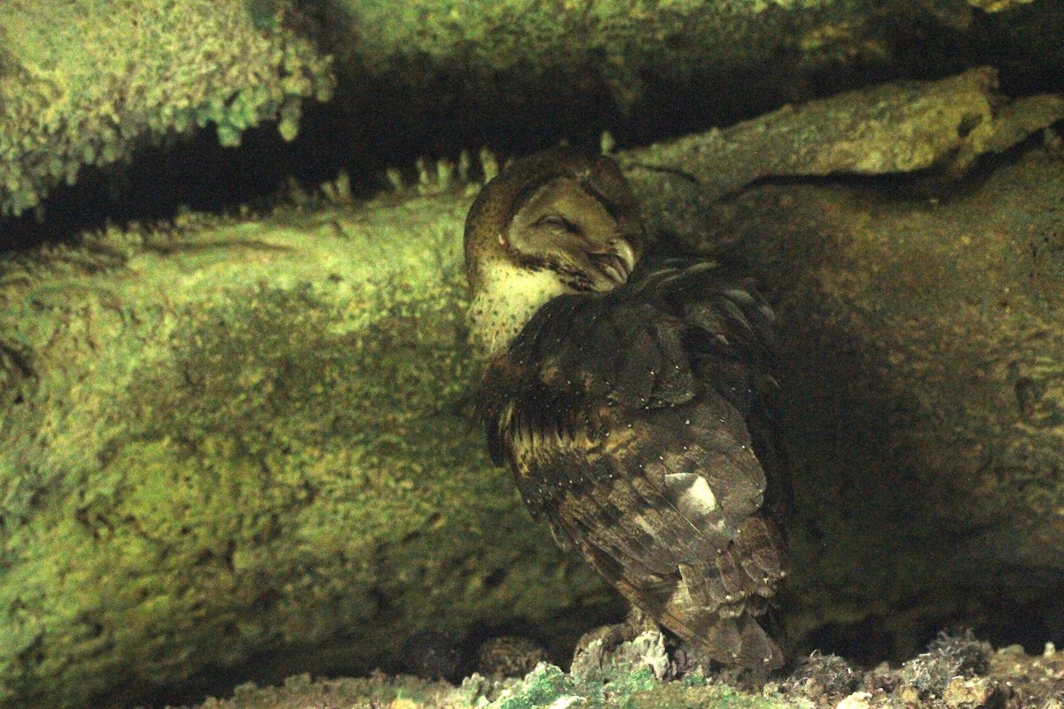 American Barn Owl - ML641414184