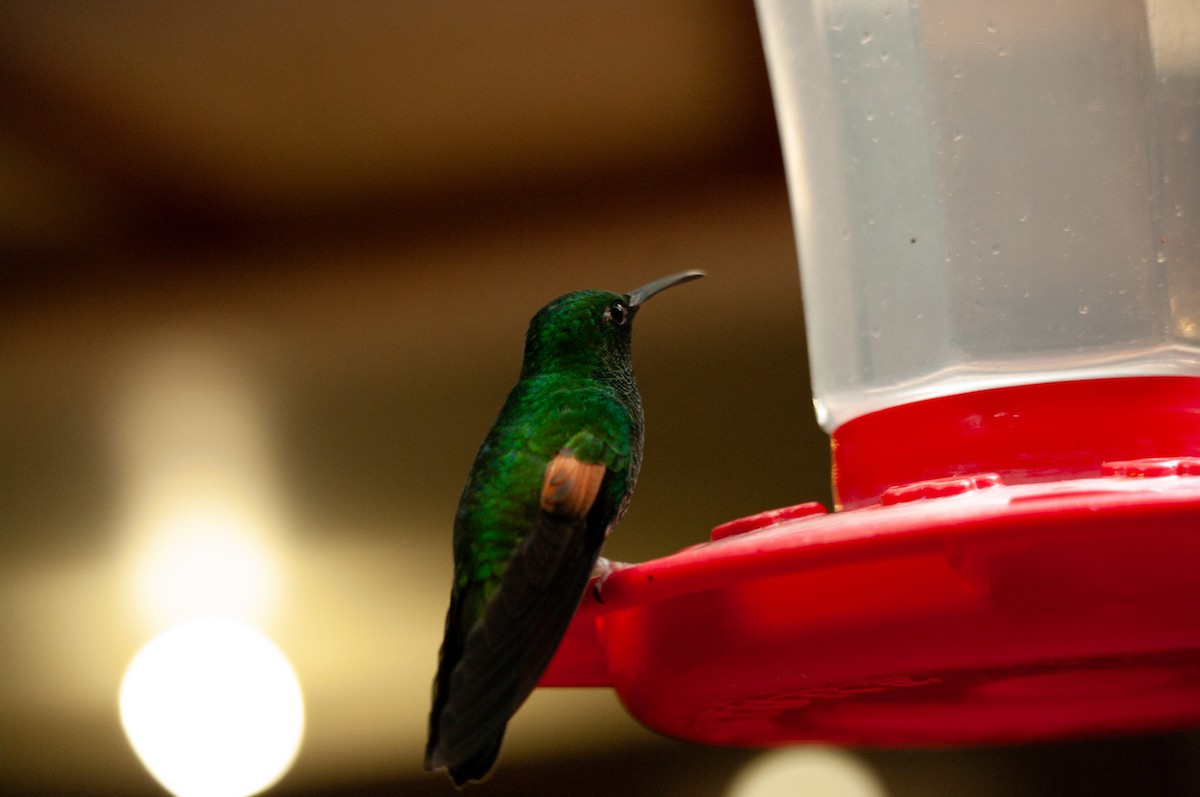 Stripe-tailed Hummingbird - ML641414208