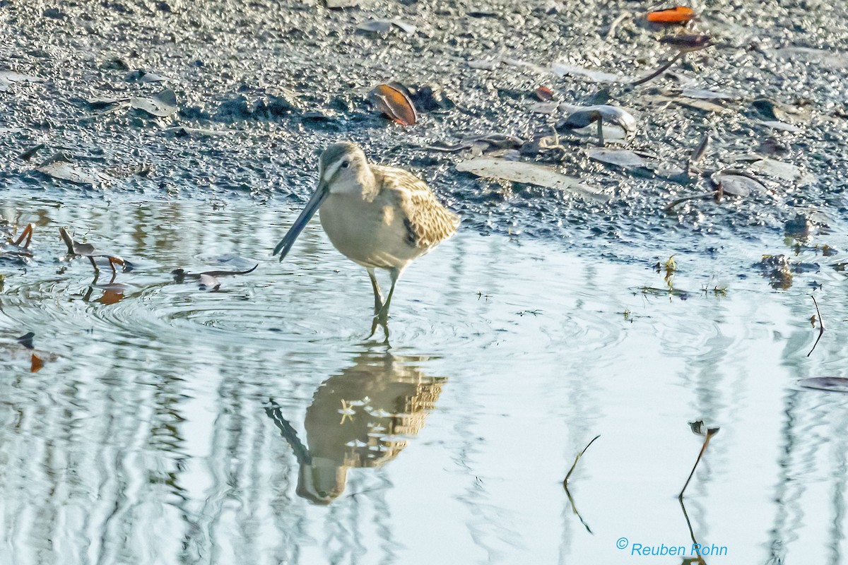 Moorschlammläufer - ML641414223