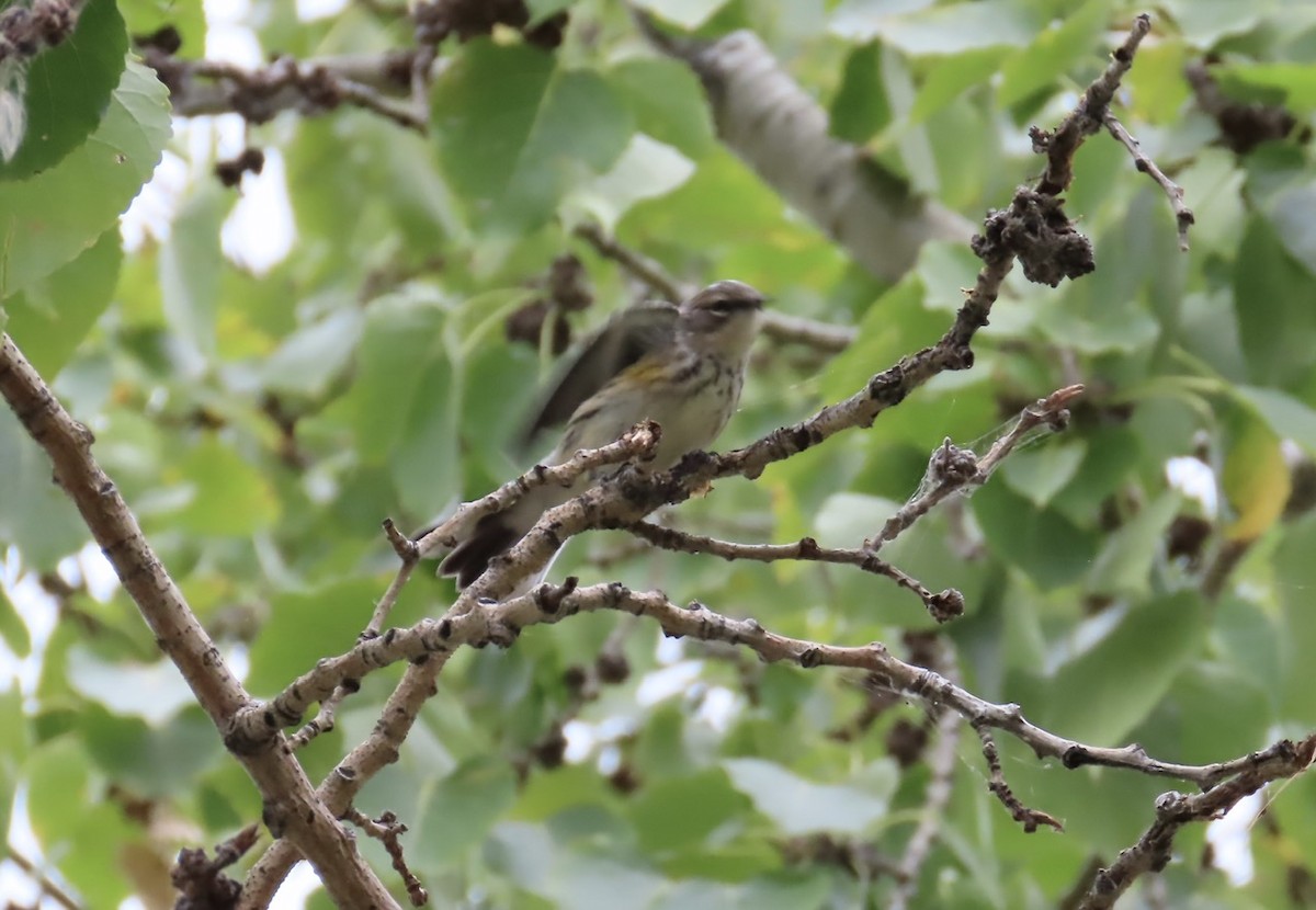 Taçlı Ötleğen (coronata) - ML641414230