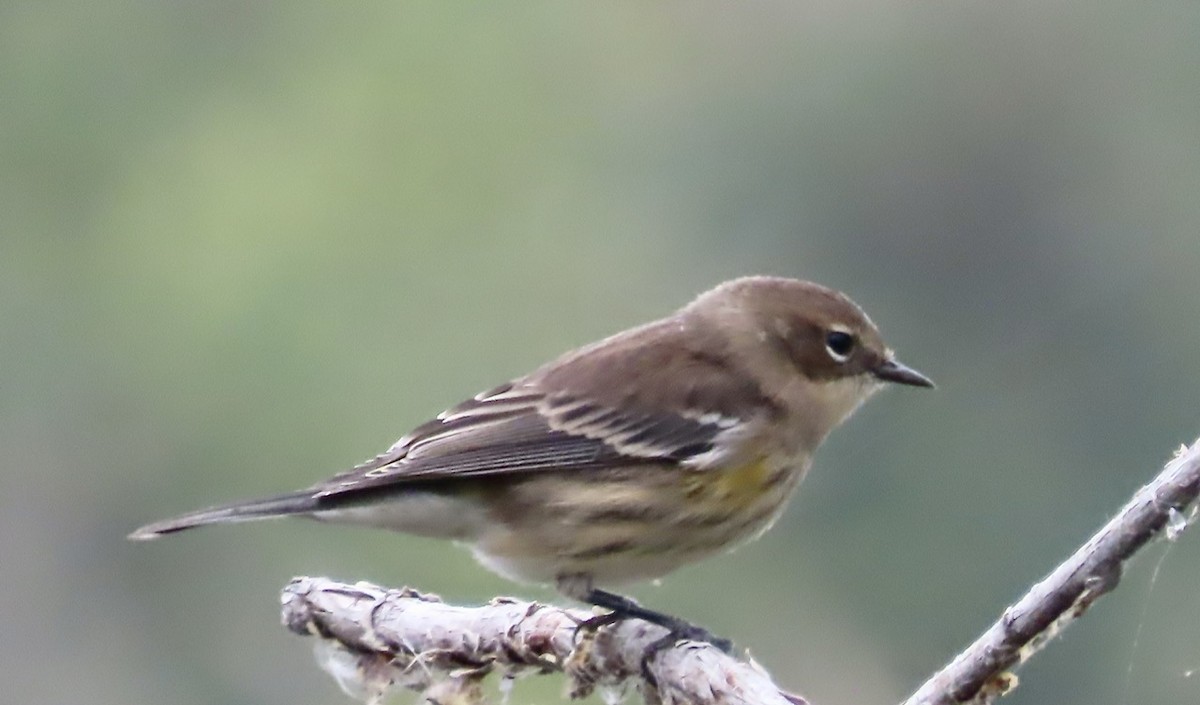 Taçlı Ötleğen (coronata) - ML641414231