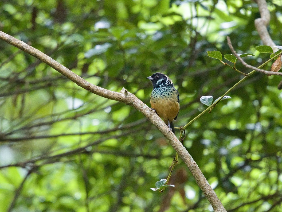 Spangle-cheeked Tanager - ML641414238