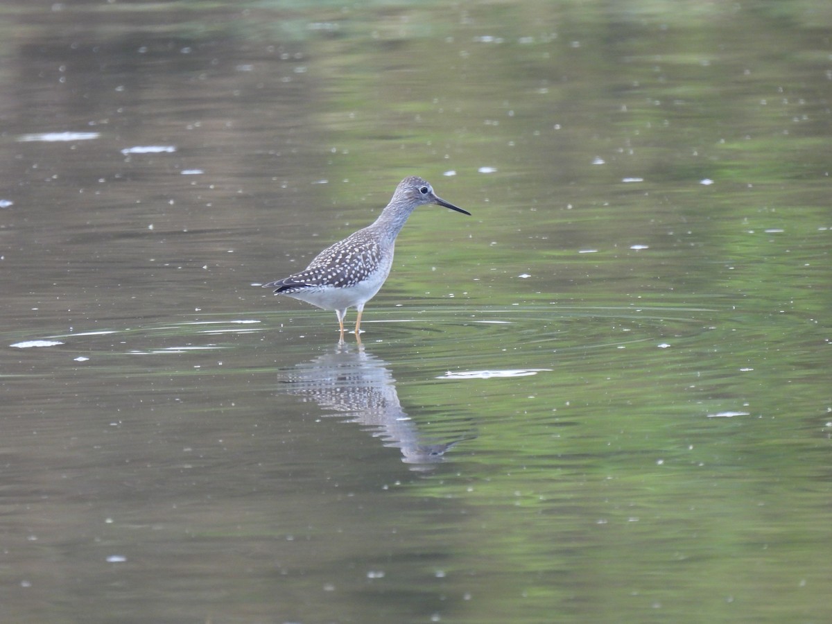 Lesser Yellowlegs - ML641414240